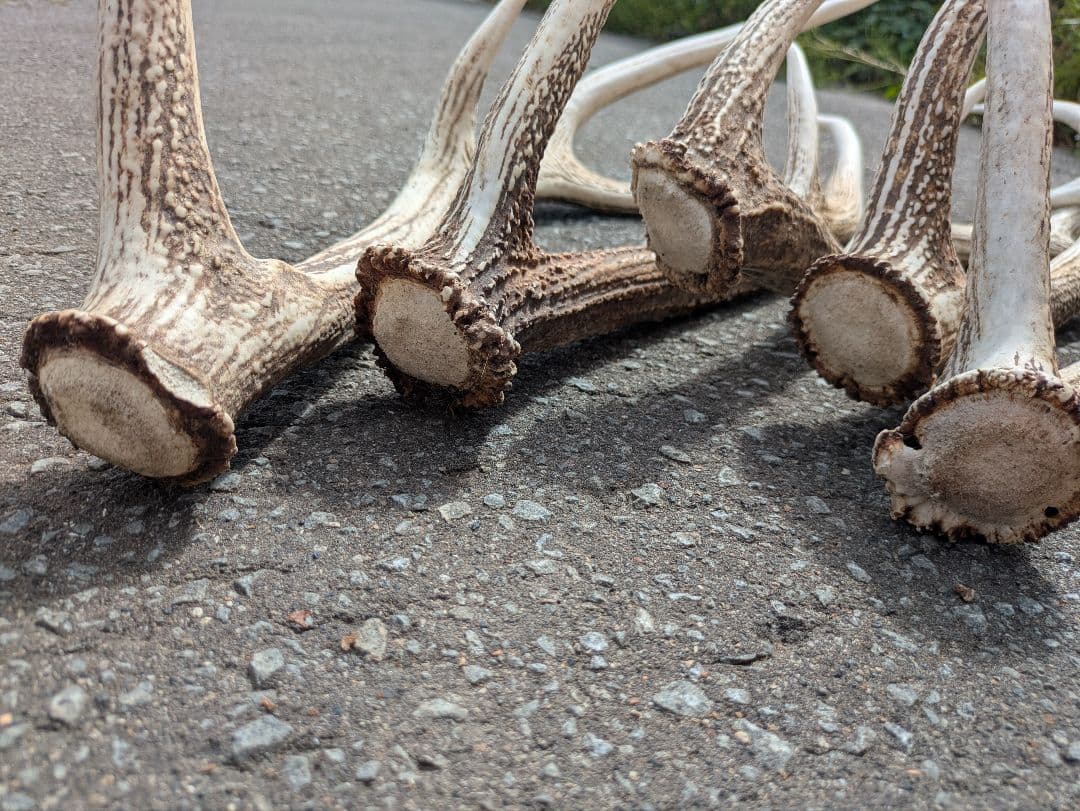 Susiさん蝦夷鹿の角