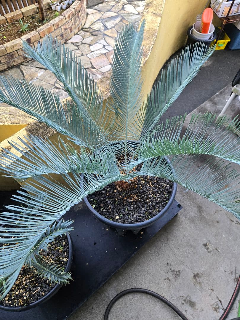 サイカス　カイルンシアナ