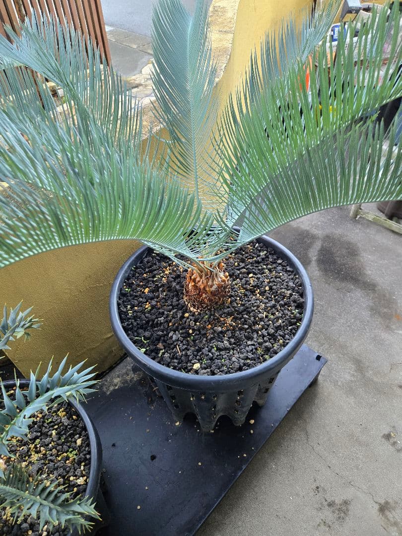 サイカス　カイルンシアナ