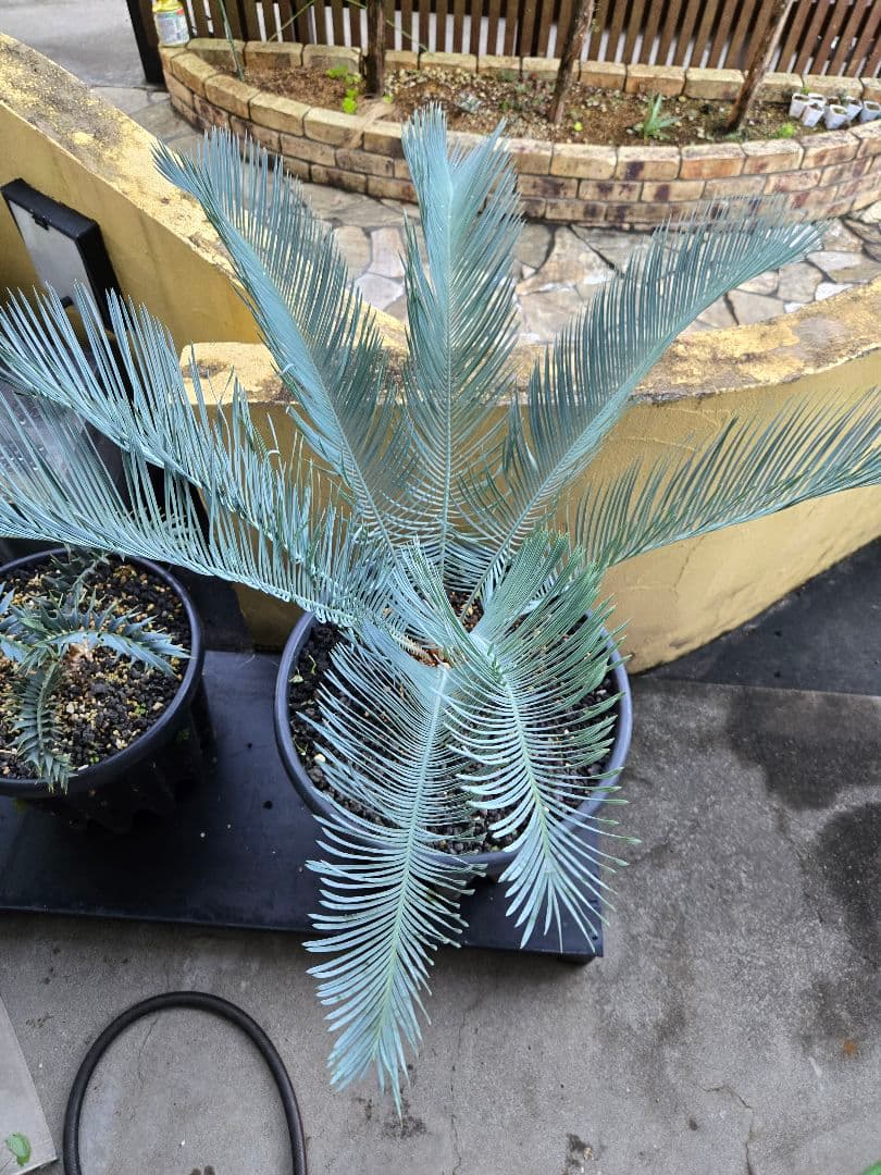 サイカス　カイルンシアナ