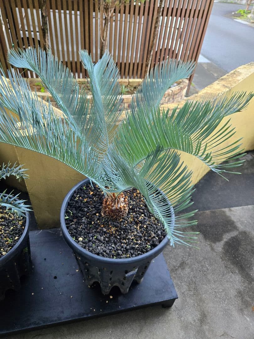 サイカス　カイルンシアナ