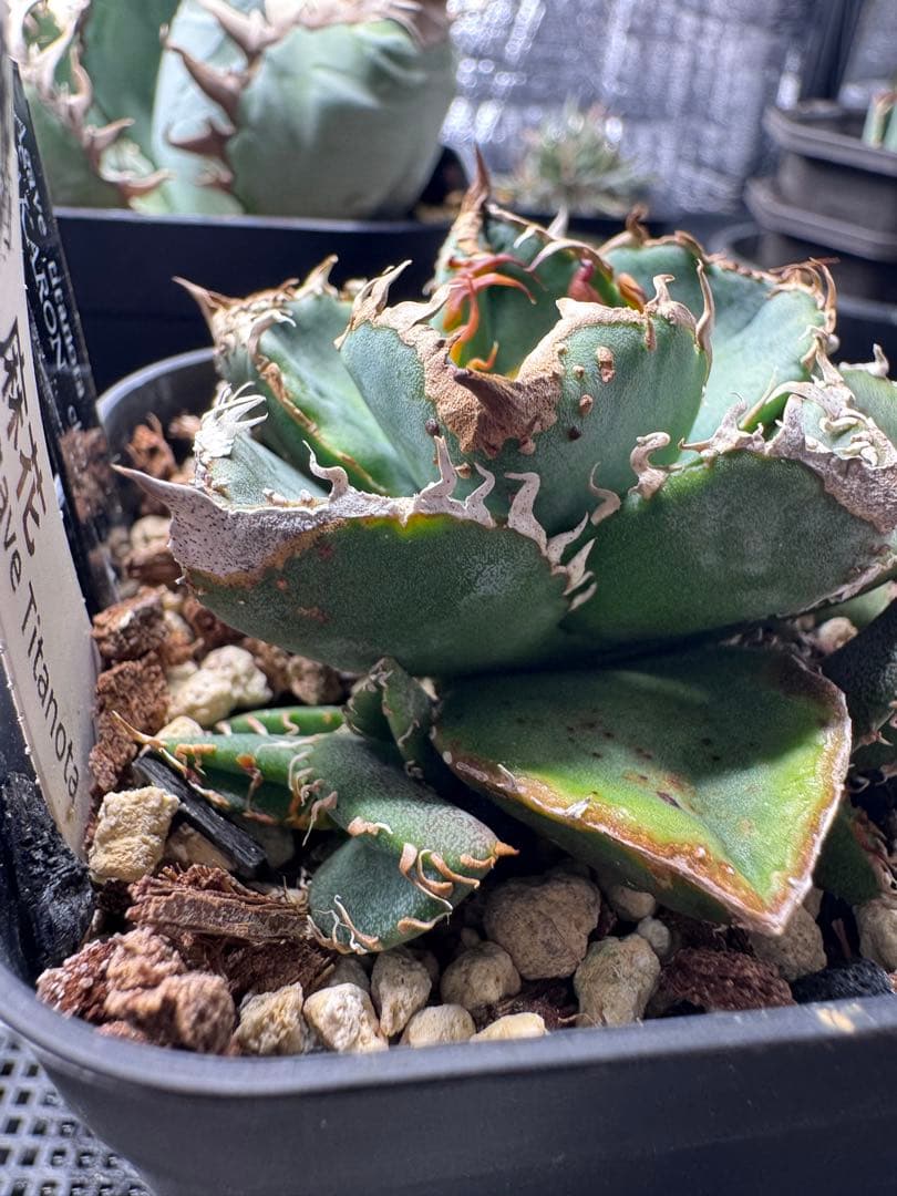 アガベ　麻花龍　ブツブツ