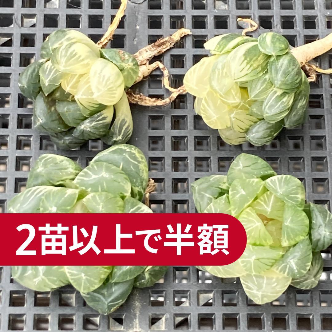 ハオルチア　韓国苗　ブラックオブツーサ錦　多肉植物　ポコ多肉