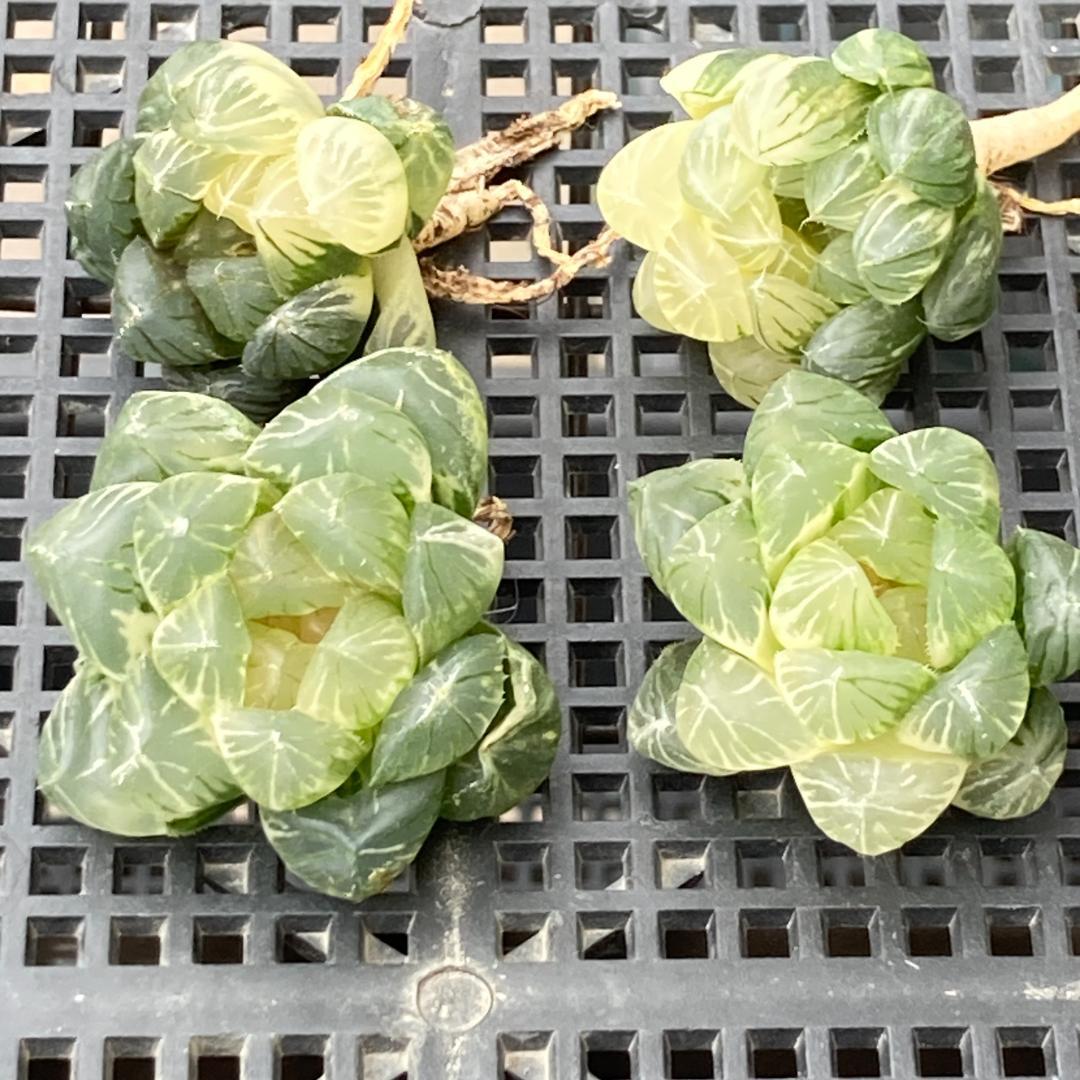 ハオルチア　韓国苗　ブラックオブツーサ錦　多肉植物　ポコ多肉