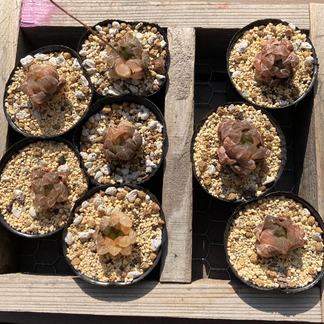 ハオルチア　韓国苗　ブラックオブツーサ錦　多肉植物　ポコ多肉