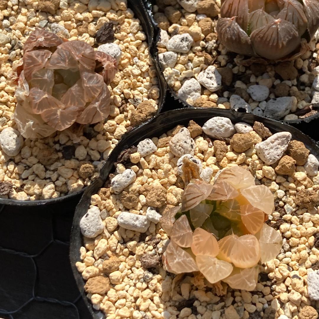 ハオルチア　韓国苗　ブラックオブツーサ錦　多肉植物　ポコ多肉