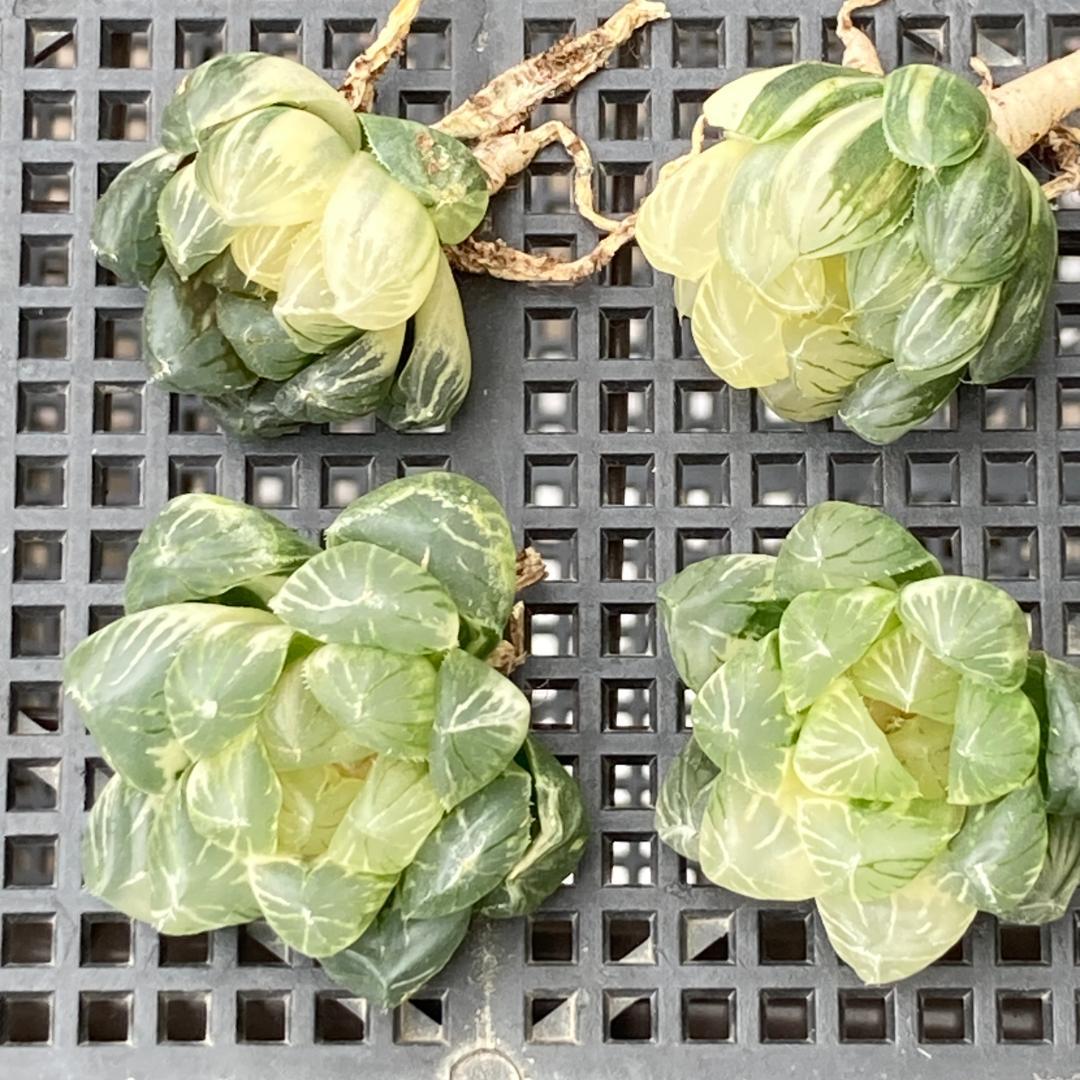 ハオルチア　韓国苗　ブラックオブツーサ錦　多肉植物　ポコ多肉