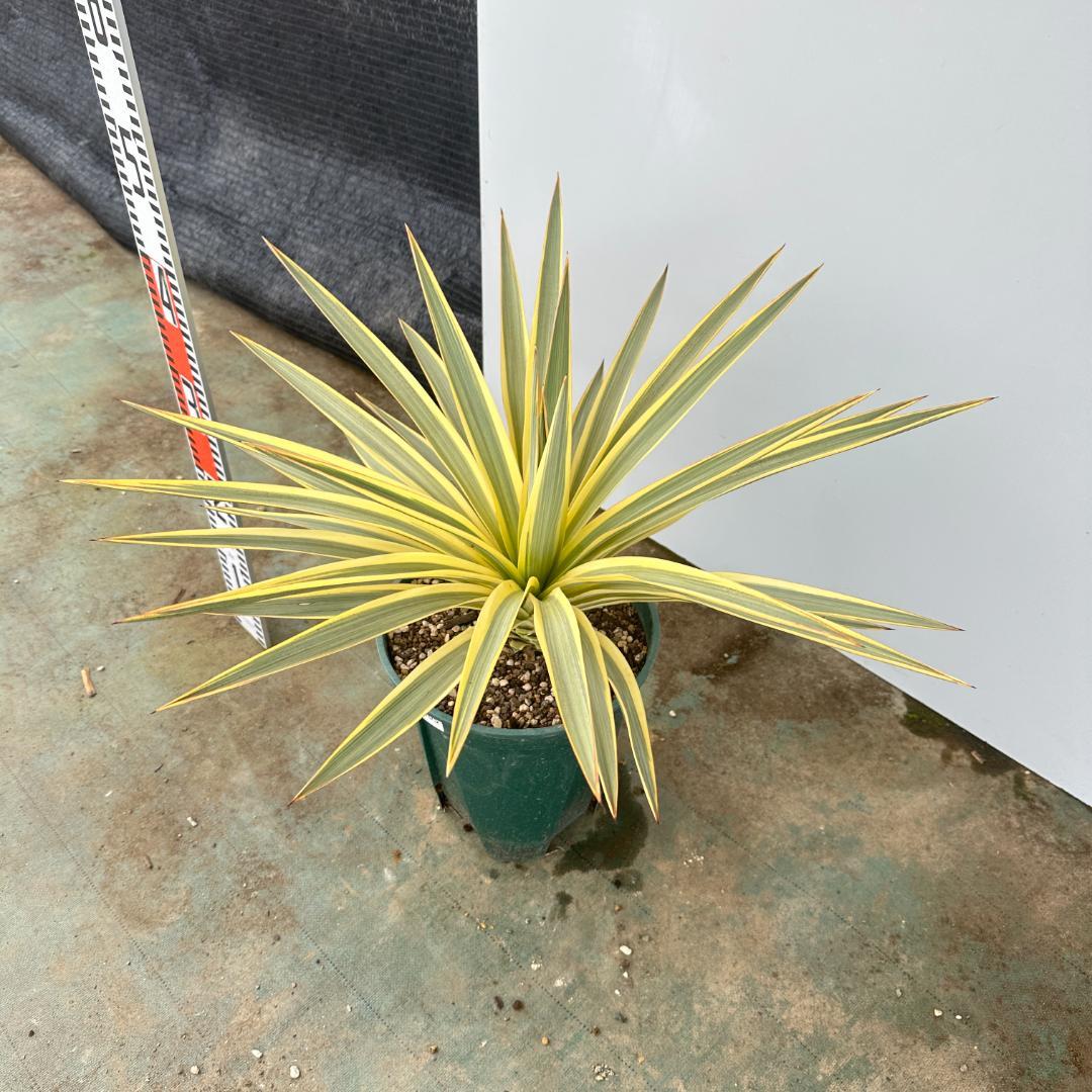 ユッカ　グロリオサ　ブライトスター【21-405】