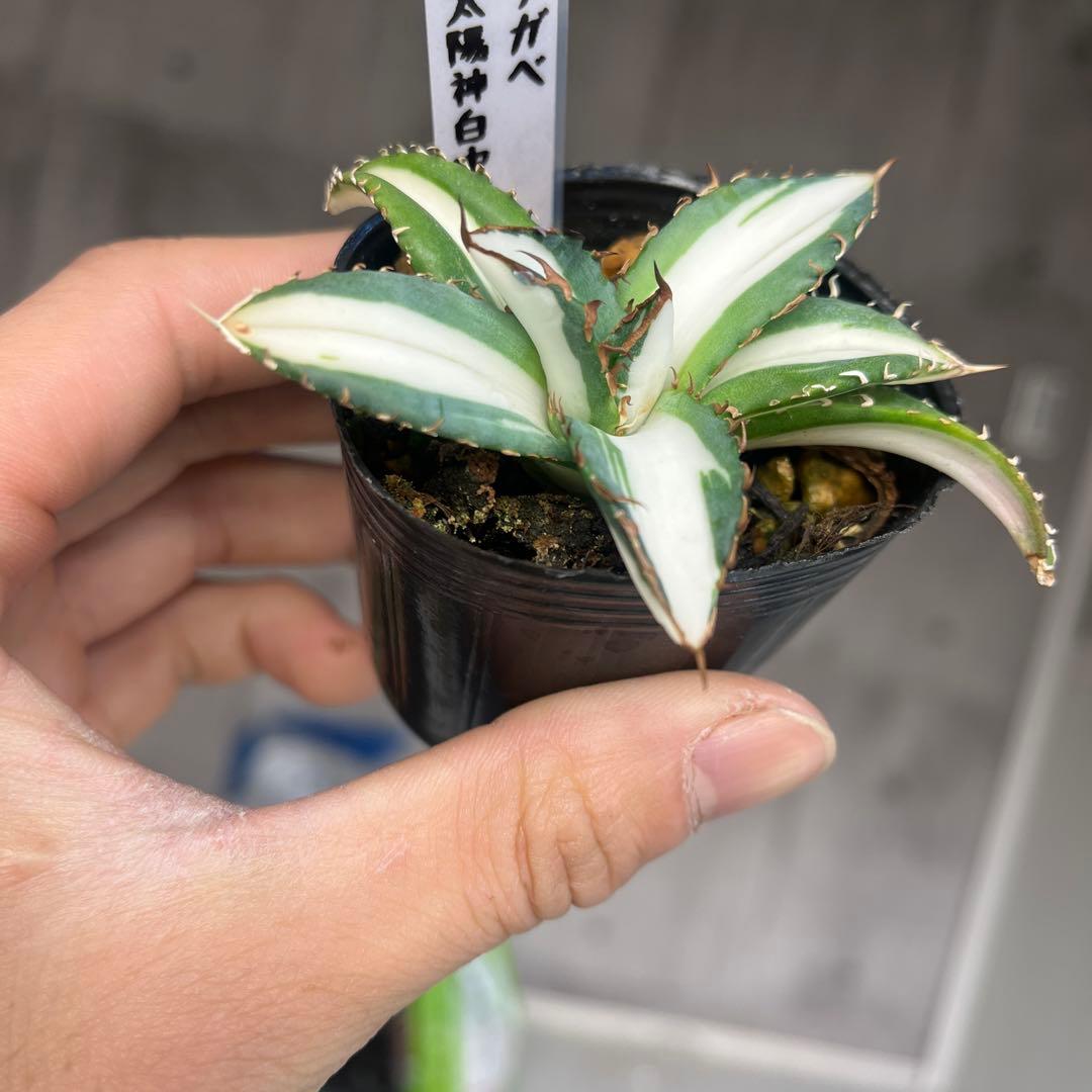 彪*丸様 アガベ 太陽神白中斑入り抜き苗発送