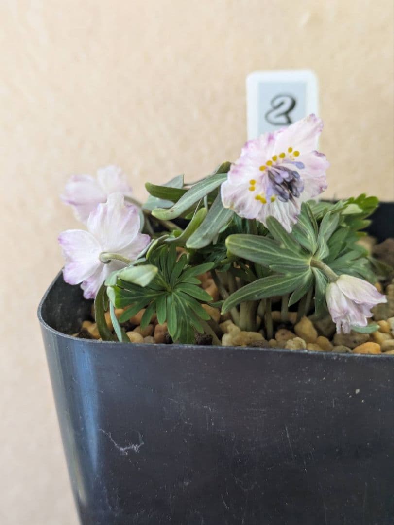 (2)セツブンソウ　赤花　5花