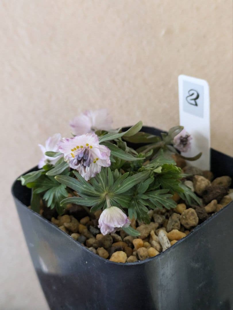 (2)セツブンソウ　赤花　5花