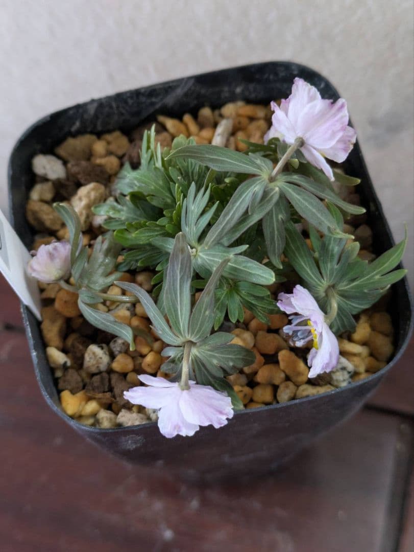 (2)セツブンソウ　赤花　5花