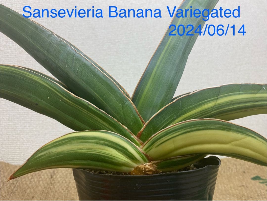 サンスベリア バナナ 斑入 S.Banana Variegated 2