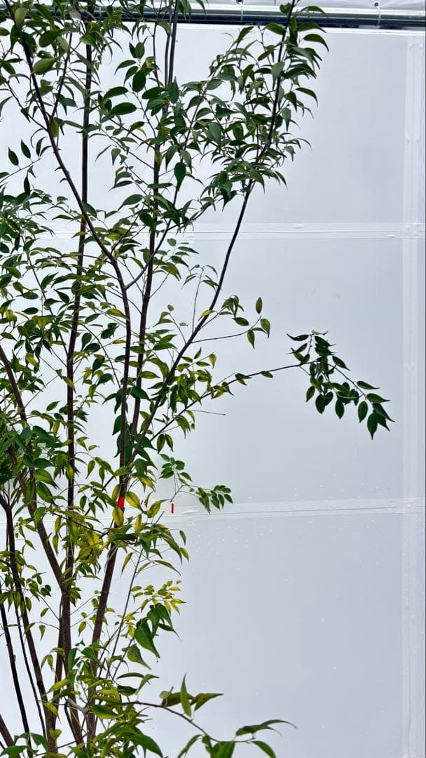 超特大サイズ 細く美しく繊細な樹形 ハイノキ 株立 715 樹高2.7m位