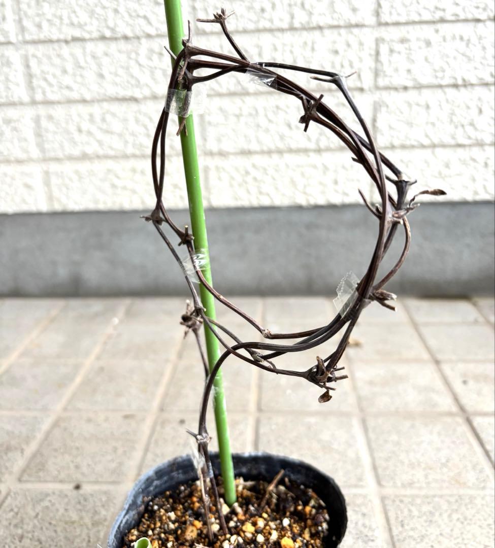 クレマチス　苗　マクロペタラウェッセルトン　アトラゲネ系　宿根草