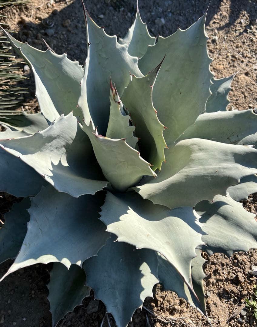 アガベ オバティフォリア フロスティブルー 60cm超