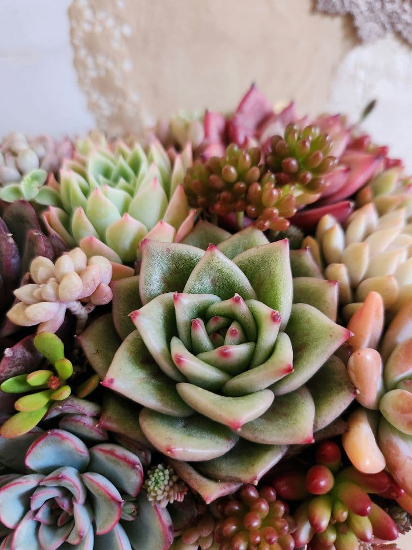 多肉植物寄せ植え　そのまま飾れる　大きなブリキ☆*