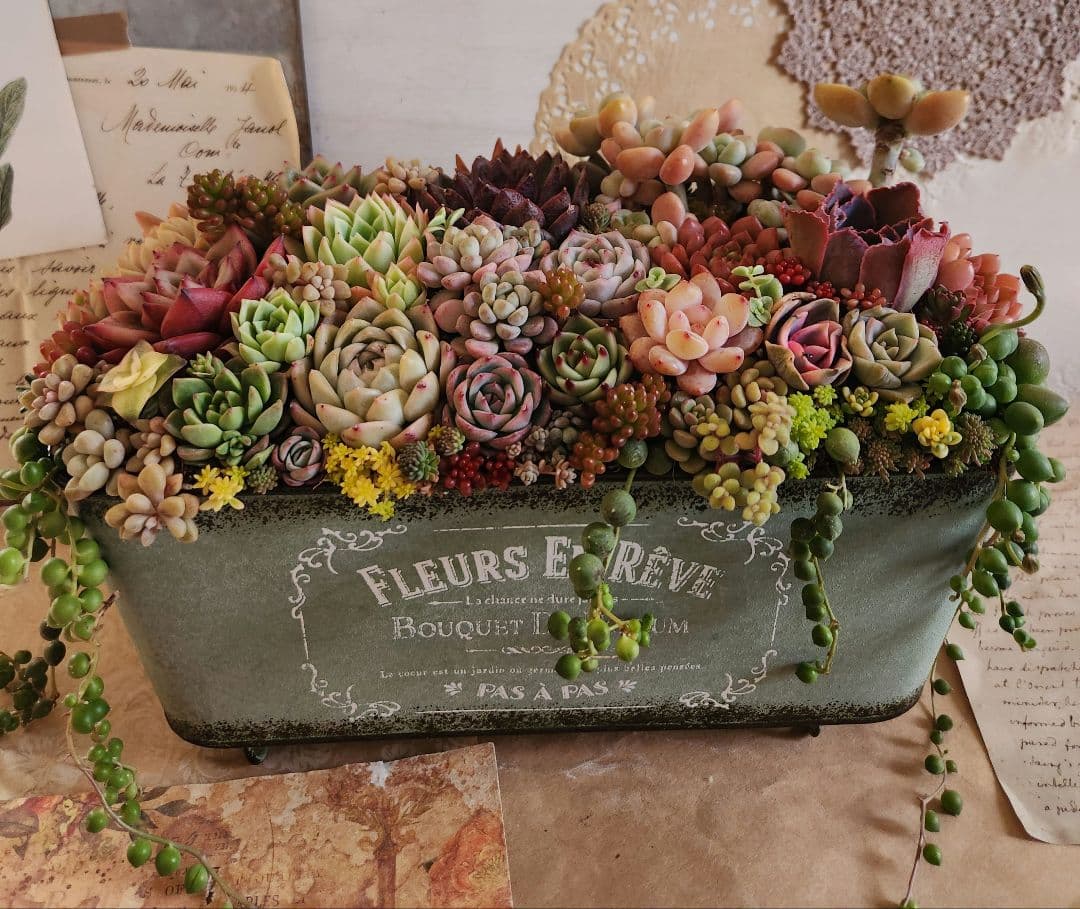 多肉植物寄せ植え　そのまま飾れる　大きなブリキ☆*