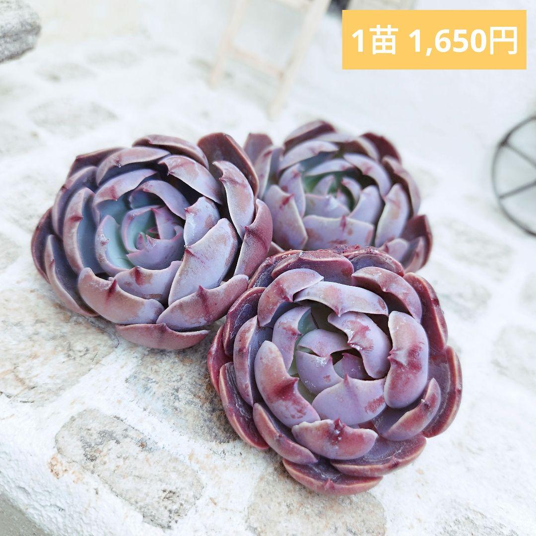 ラブイット◎多肉植物 カット苗 輸入苗 エケベリア等