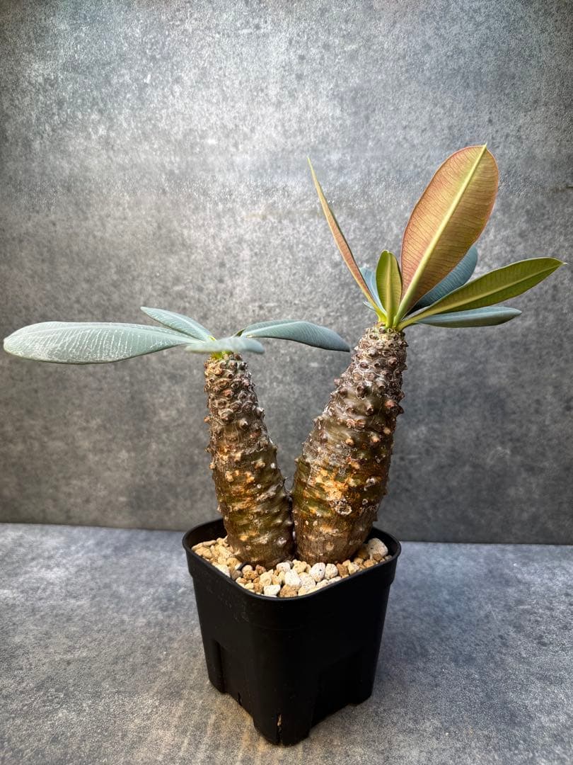 ユーフォルビア　パキポディオイデス　現地球　発根済み　多頭　二頭　現20