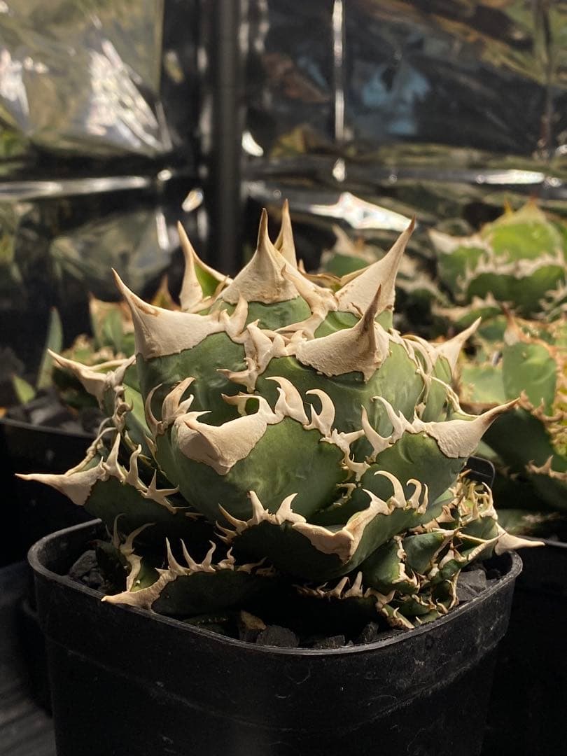 lize 大白鯊　間違い無しのドーベルP血統　子株販売