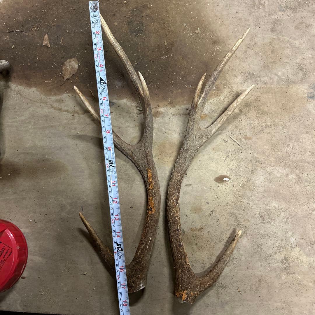 鹿の角