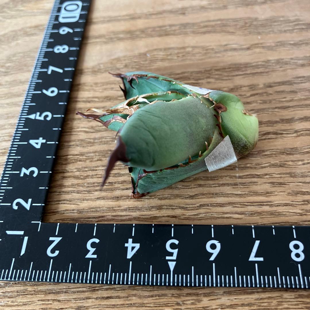 匿名配送【初売り】②REZA産　イラン株　アガベ　BLAZE ブレイズ