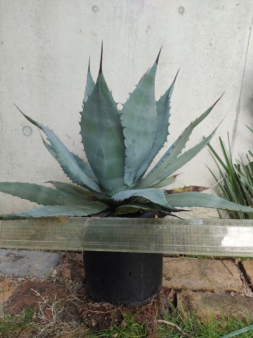 アガベ　パリー　ハイブリッド