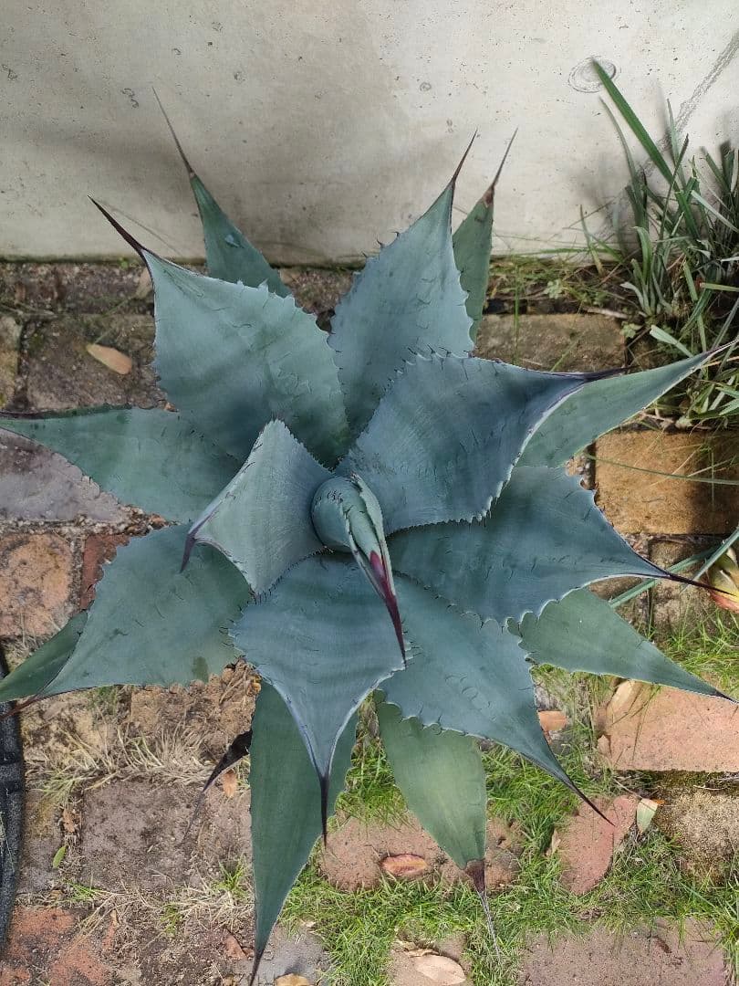 アガベ　パリー　ハイブリッド