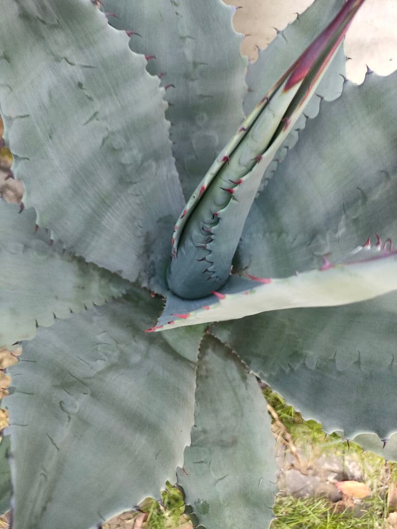 アガベ　パリー　ハイブリッド