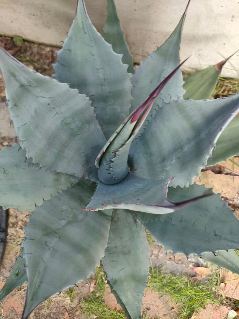 アガベ　パリー　ハイブリッド