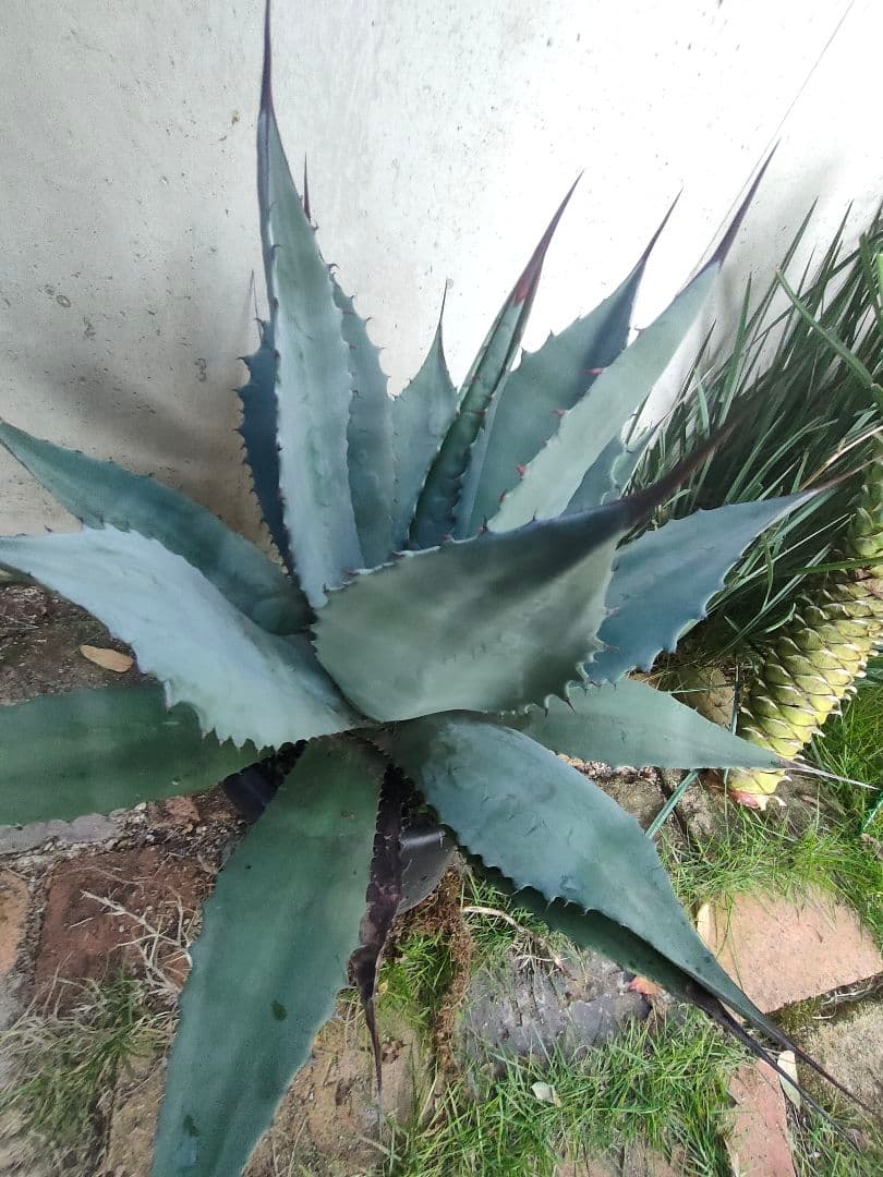 アガベ　パリー　ハイブリッド