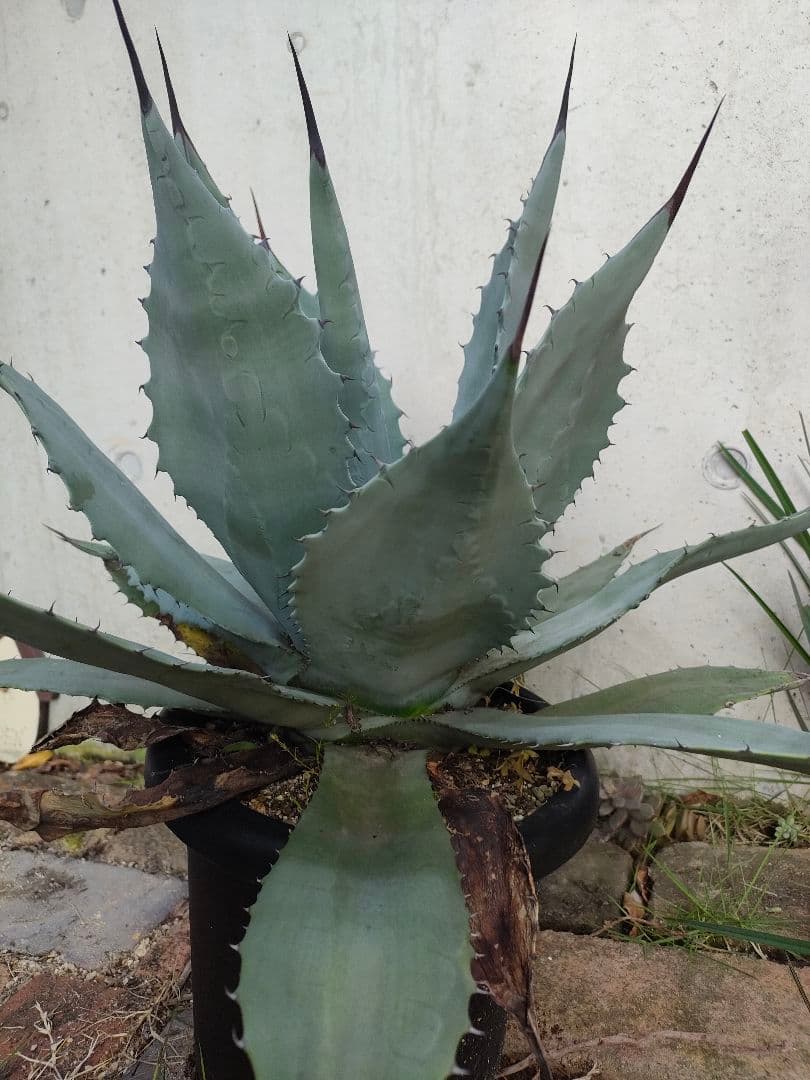 アガベ　パリー　ハイブリッド