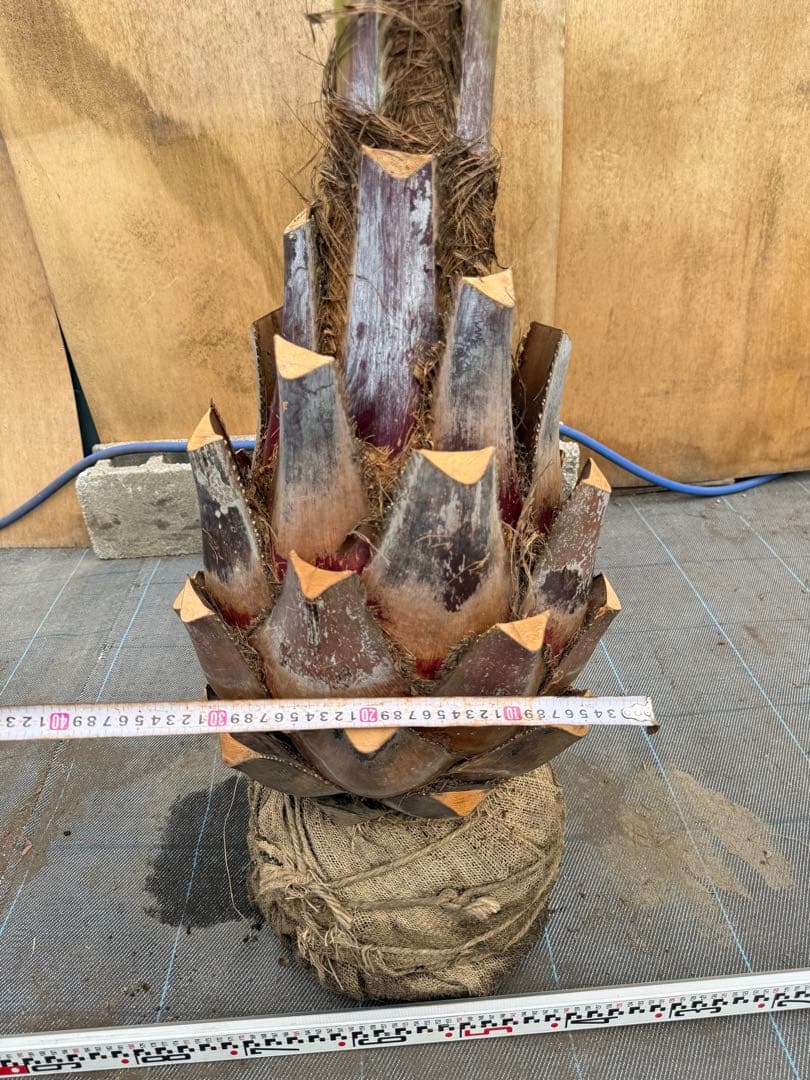 ココスヤシシルバーリーフ【極太】葉先280cm幹回り110cm 幹高60cm