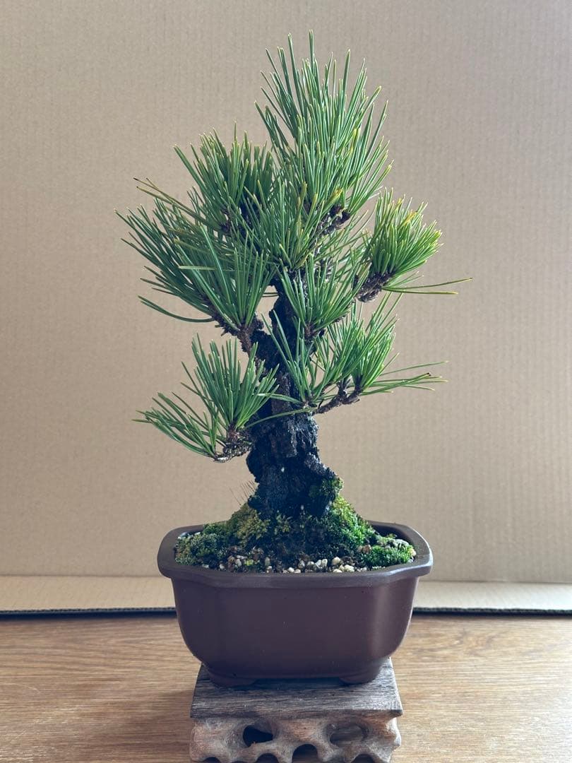 盆栽 小品盆栽 錦松(夢錦)-6