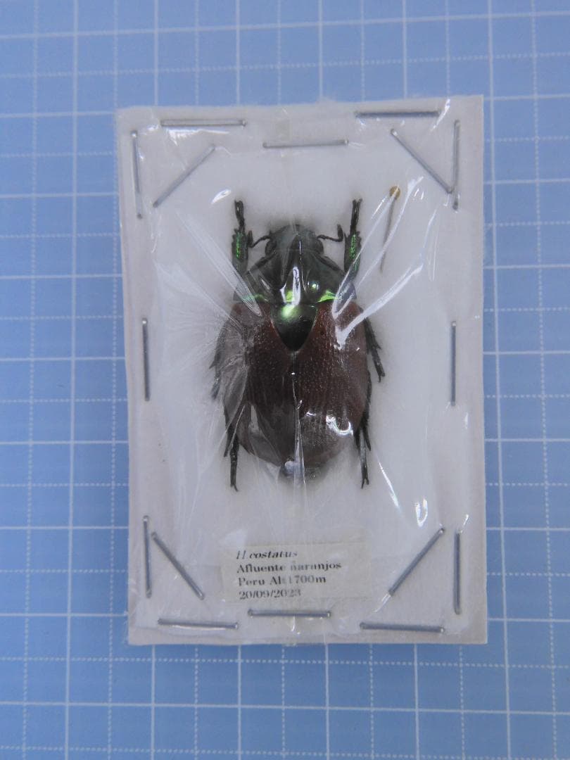 ペルー産　スジクワガタ　26mm