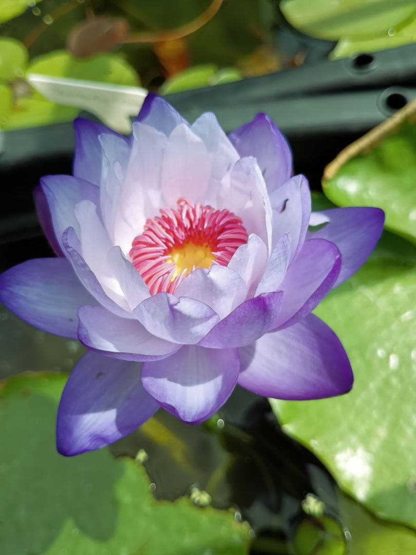 Butterfly Ocean 熱帯睡蓮　アネクフィア亜属　バルブ