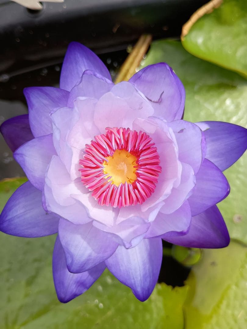 Butterfly Ocean 熱帯睡蓮　アネクフィア亜属　バルブ