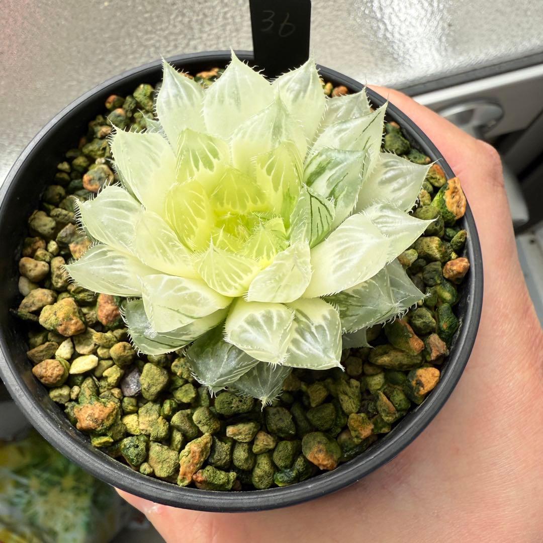 多肉植物 ハオルチア 自宅実生オブツーサ錦 36番 糊斑1点物 9.5cm鉢