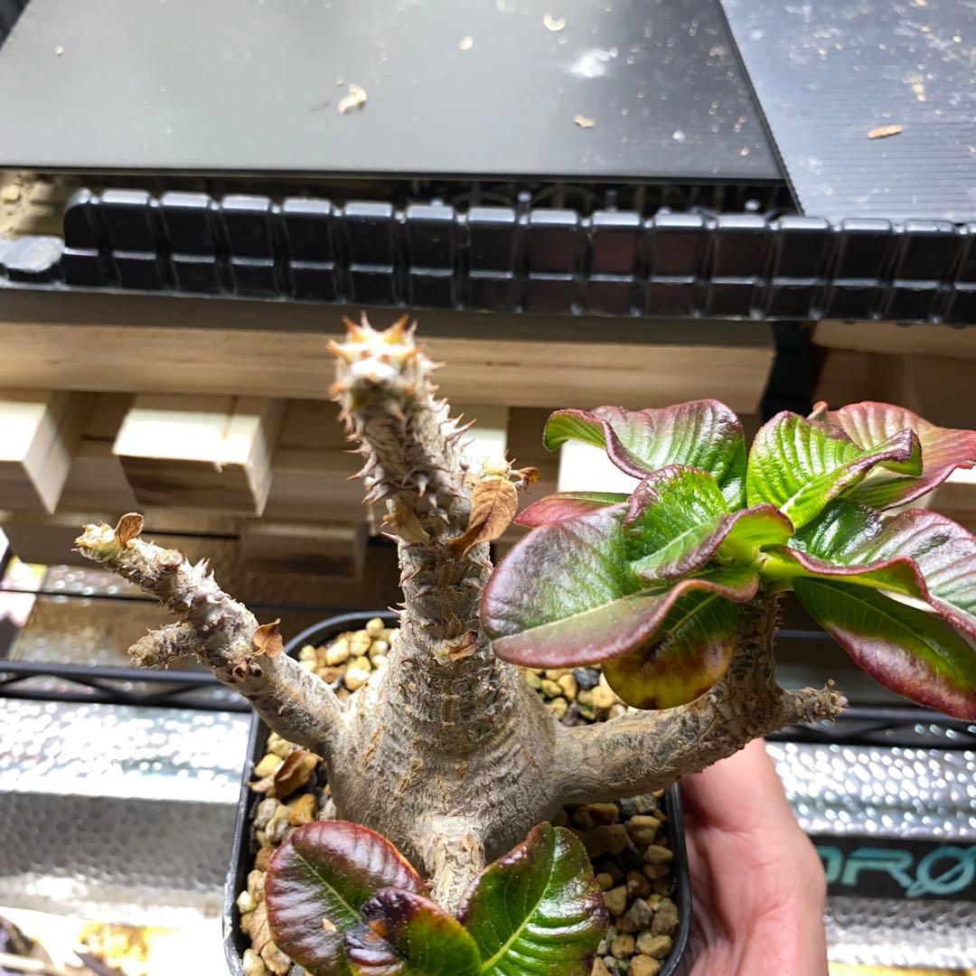 パキポディウム　ウィンゾリー　実生　国内実生株　美形