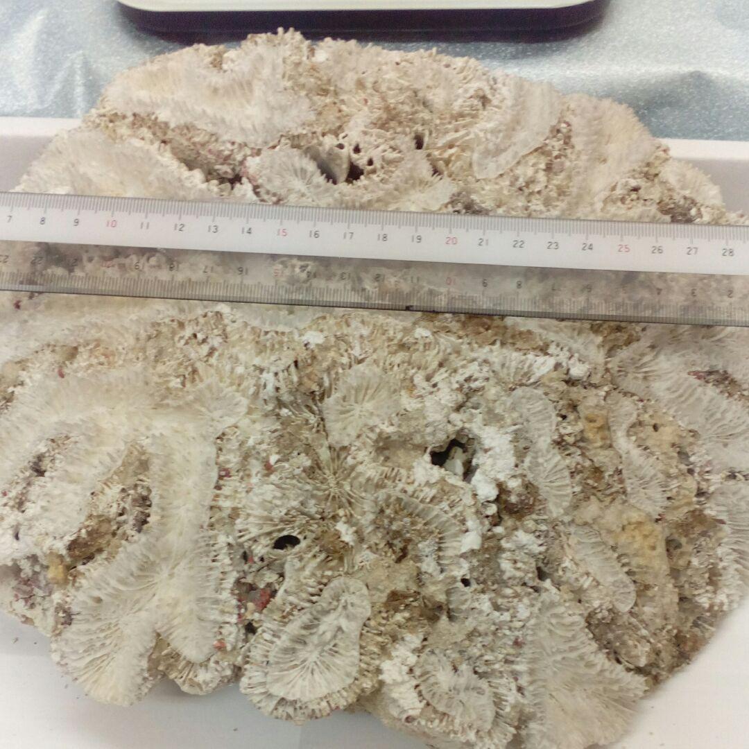 珊瑚オブジェ３５００グラムクラス天然大型サイズ白珊瑚アクアリウム鑑賞コレクション