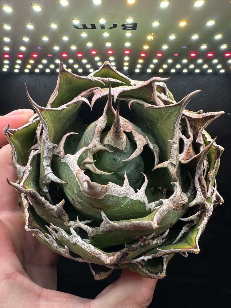 アガベ Fo076 シロアリ 白蟻 ボールタイプ