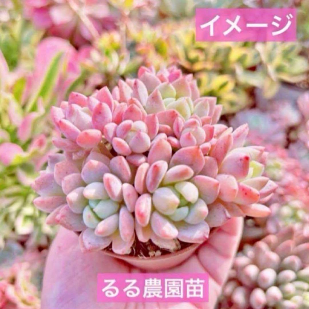 【サービス品@880〜】スモールピーチ(多頭)