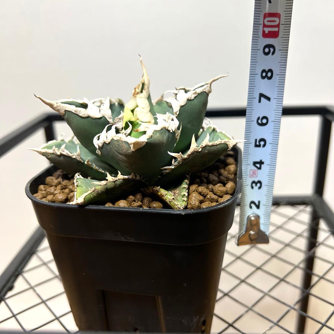 ルミア様　お取り置き品