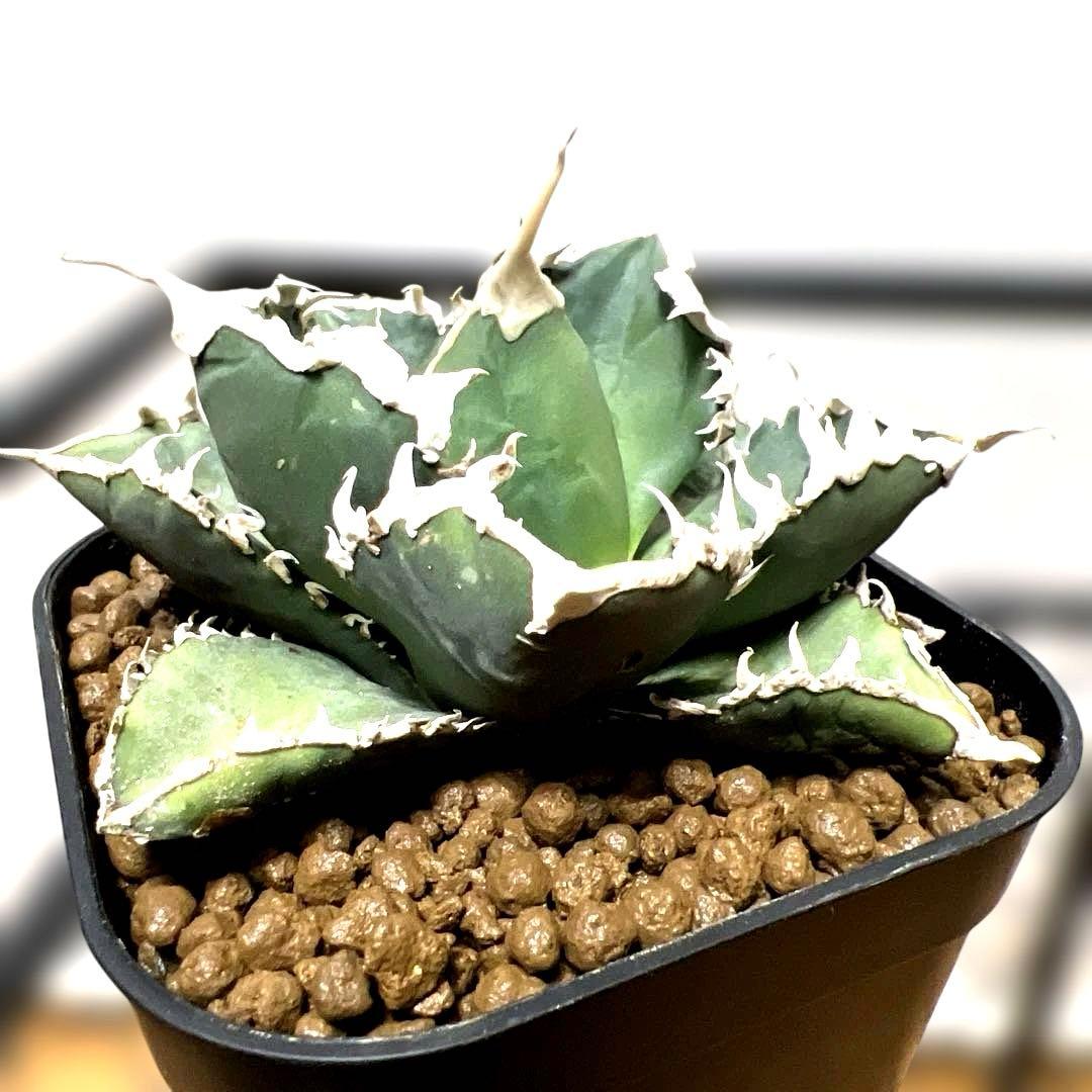 ルミア様　お取り置き品