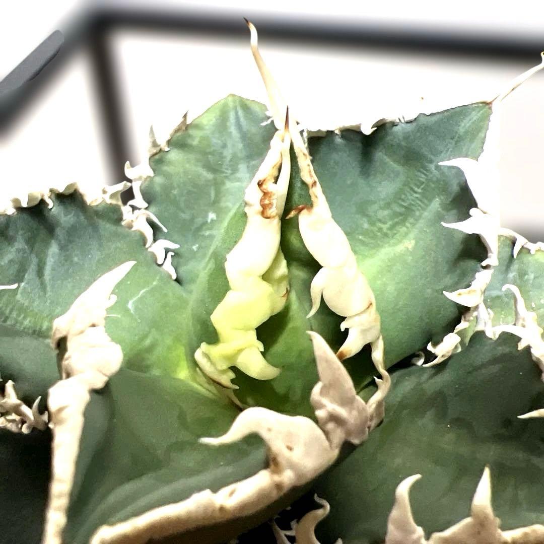 ルミア様　お取り置き品