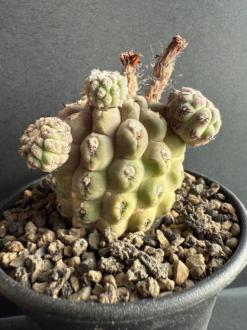 実生10年!!エリオシケ　ナピナ　コピアポア