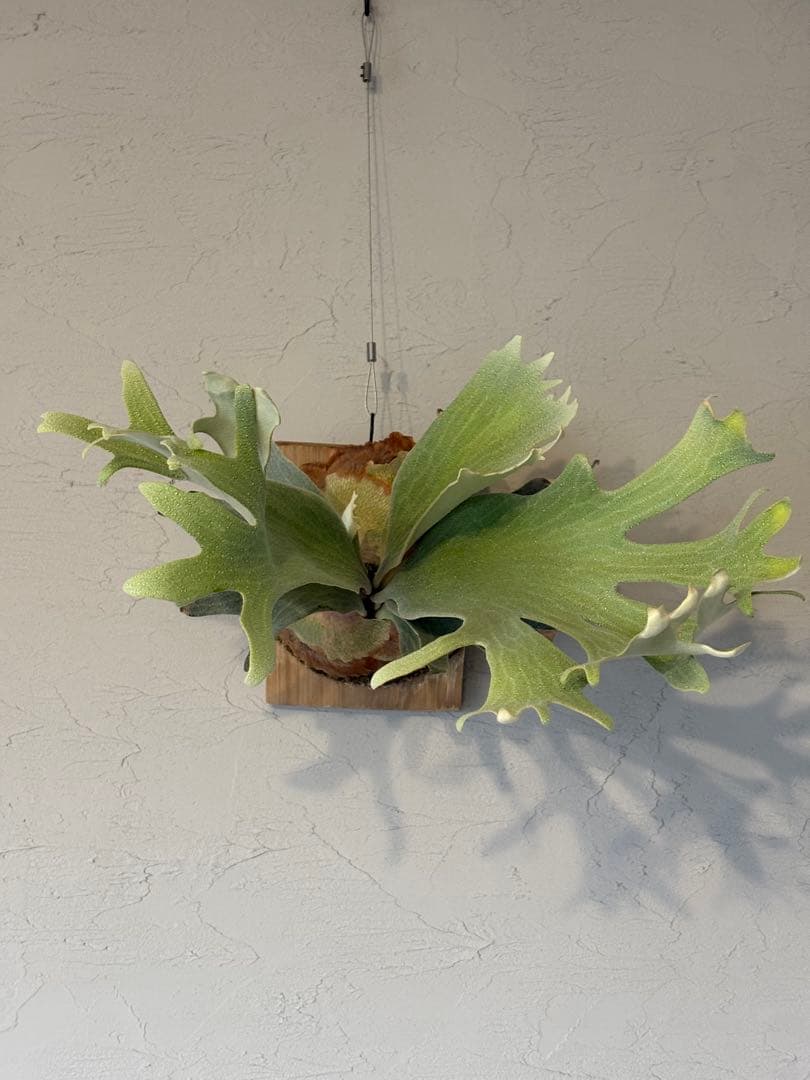 ホワイトギズモ P. 'White Gizmo'OC子株 イ