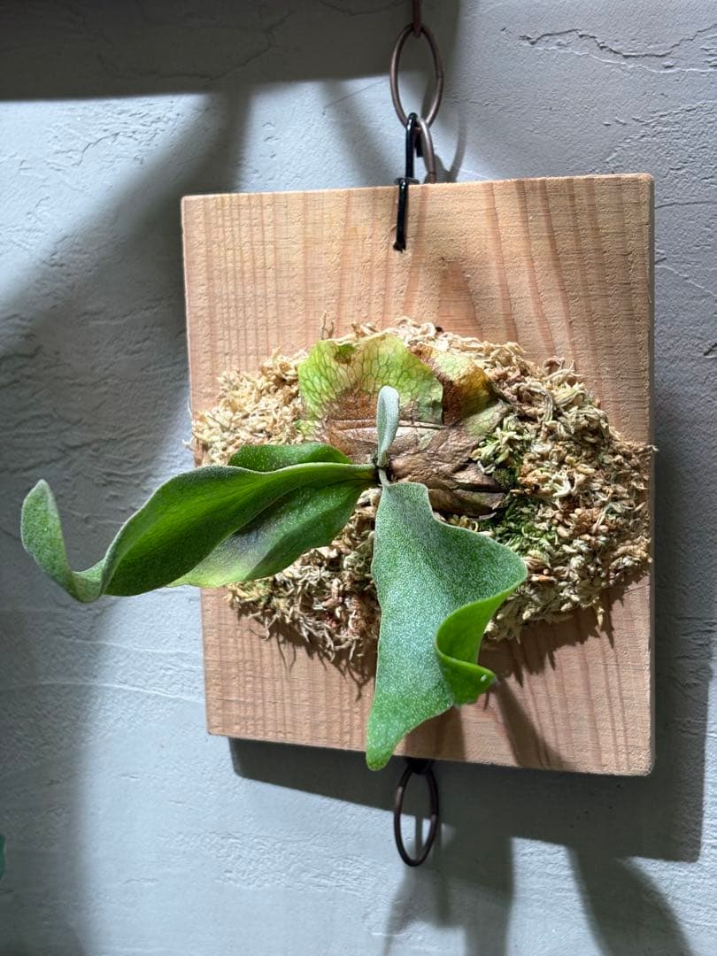 ホワイトギズモ P. 'White Gizmo'OC子株 イ