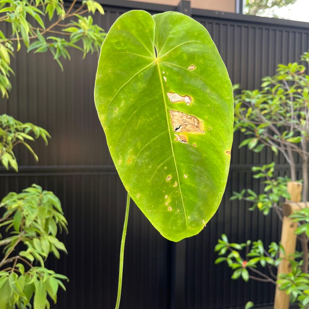 176 queremalense クエレマレンセ　アンスリウム